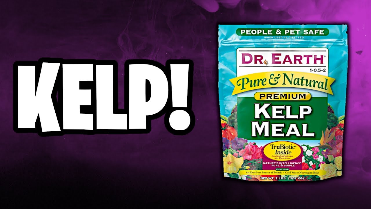 Growing Marijuana With Kelp