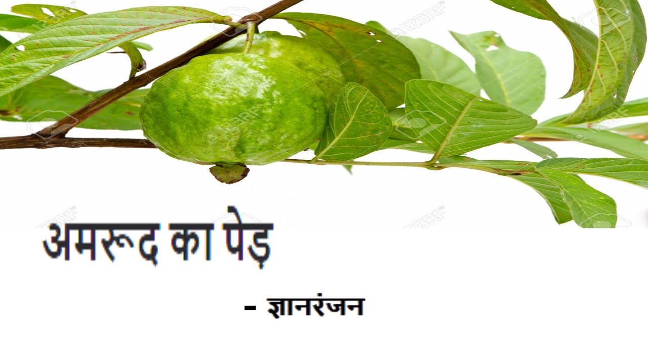 Amrud Ka Ped (Story by Gyanranjan) Audio Book-Dr Sophia Rajan