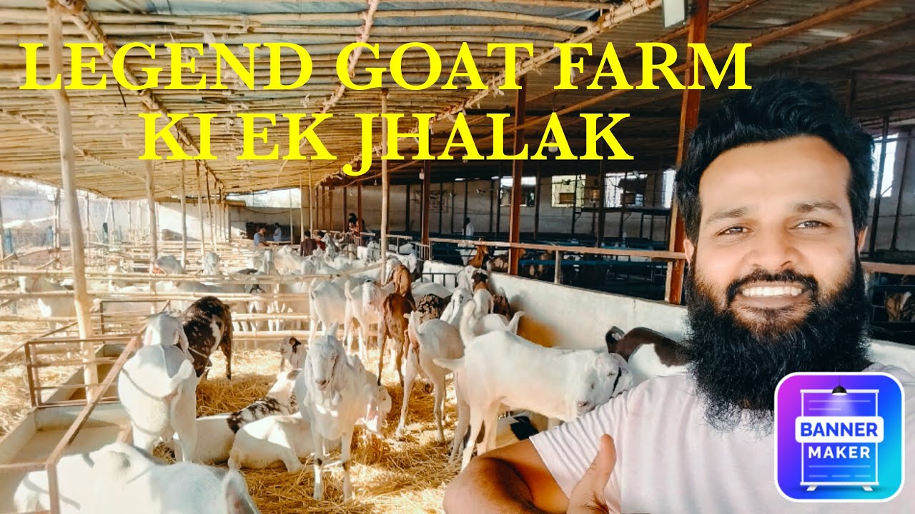 QURBANI 2024 GOAT COLLECTION AT LEGEND GOAT FARM  🐐 SOMETHING SPECIAL FOR GOAT LOVERS