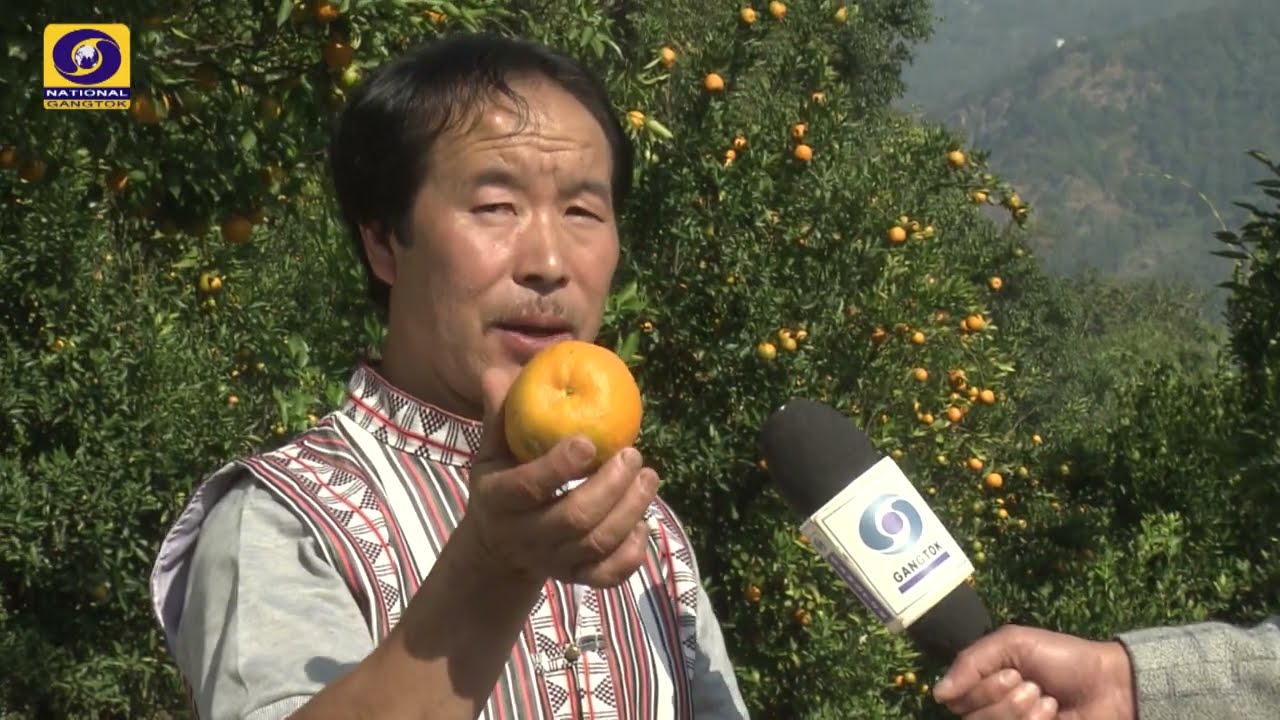 Orange Cultivation at Dzongu, North Sikkim