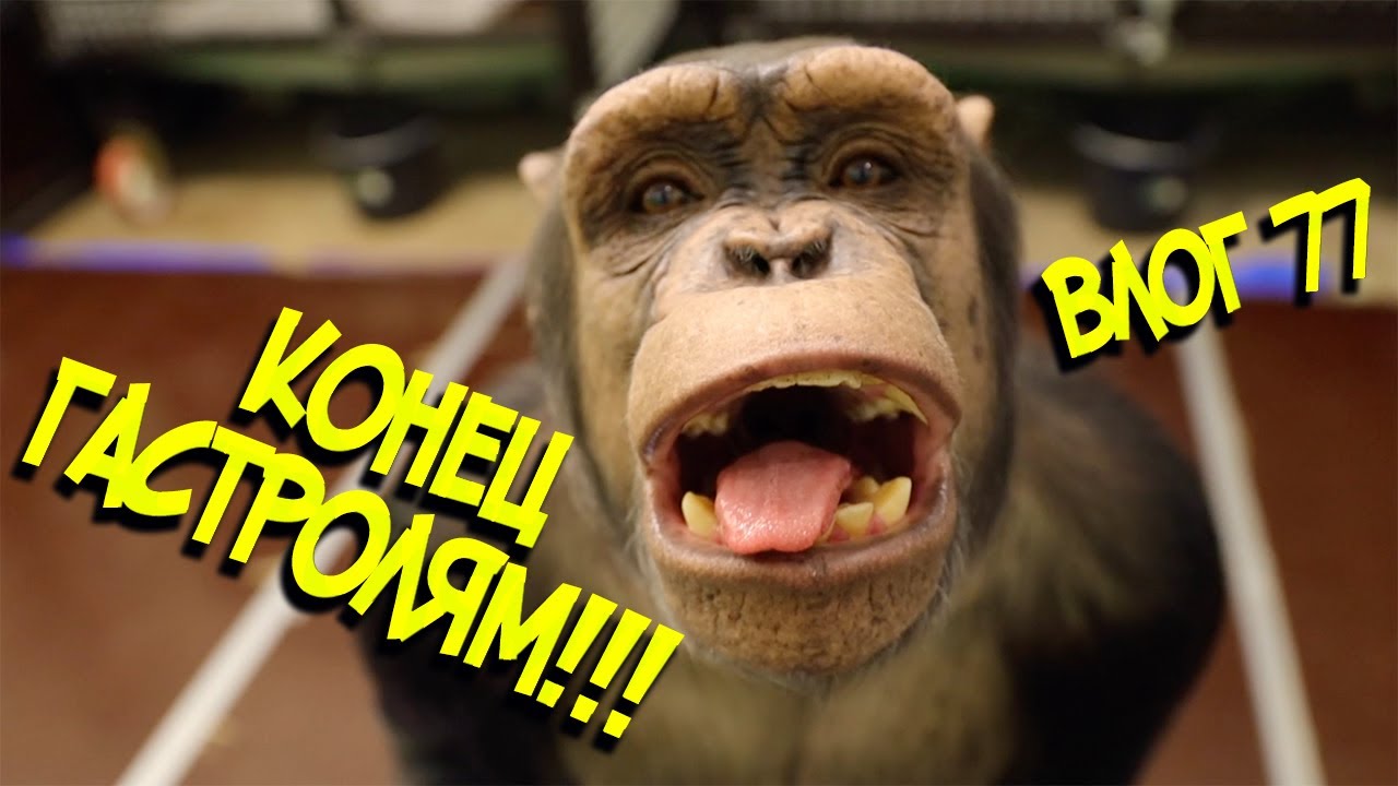 Конец гастролям!!! | Неожиданный подарок | Шимпанзе убирают Ёлку