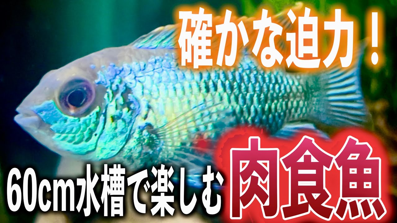 【厳選10選】60㎝水槽で飼える！迫力の肉食魚【淡水魚 アクアリウム】