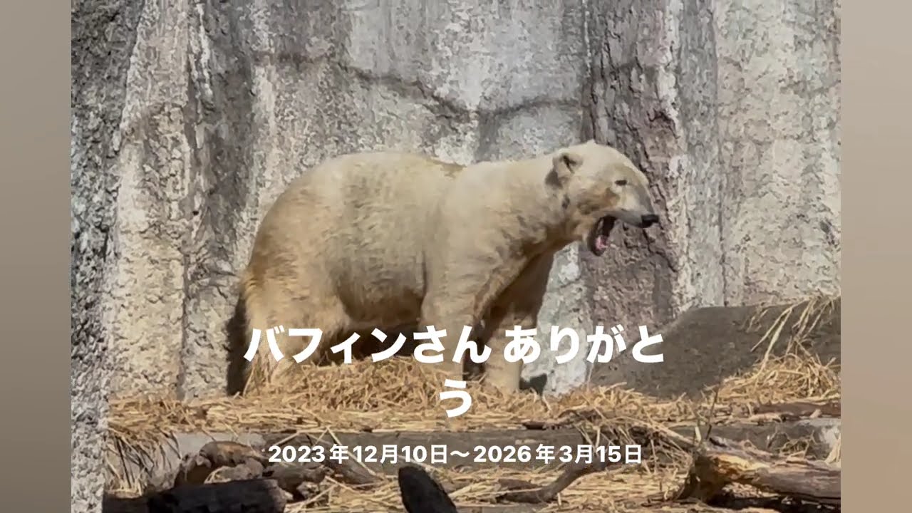 バフィンさん ありがとうございました😭🙏🌈　浜松市動物園にて