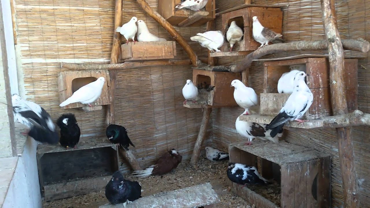 Гълъби