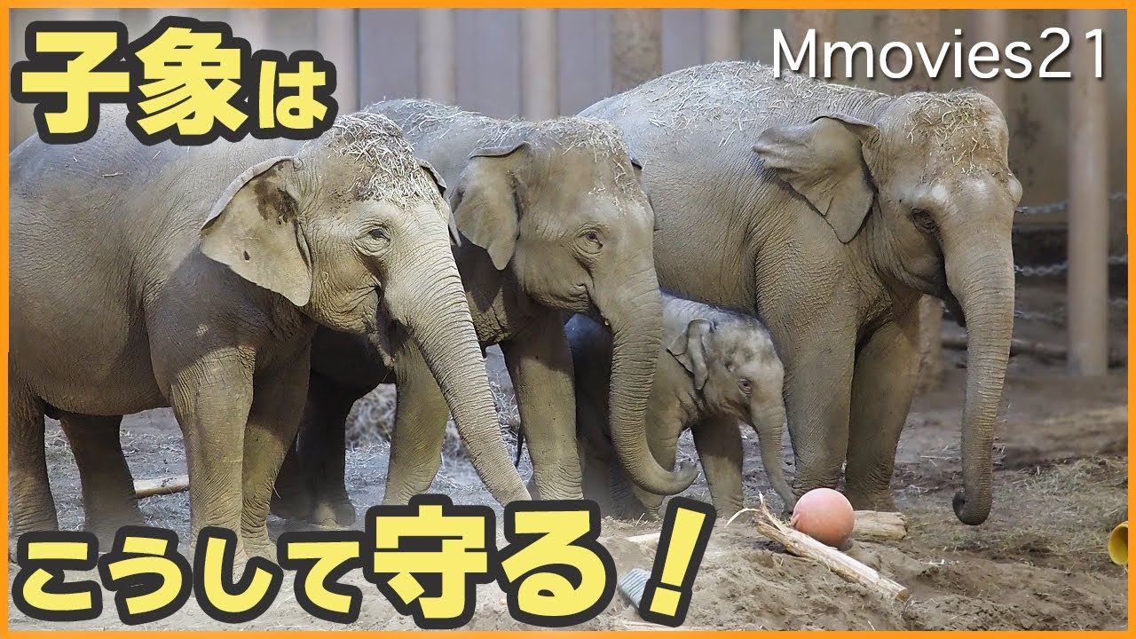 子象タオを守り育てる姿が素晴らしすぎた！アジアゾウガイド・みんなで屋外へ〜円山動物園アジアゾウ4頭同居訓練中~Herd of Asian Elephants in training