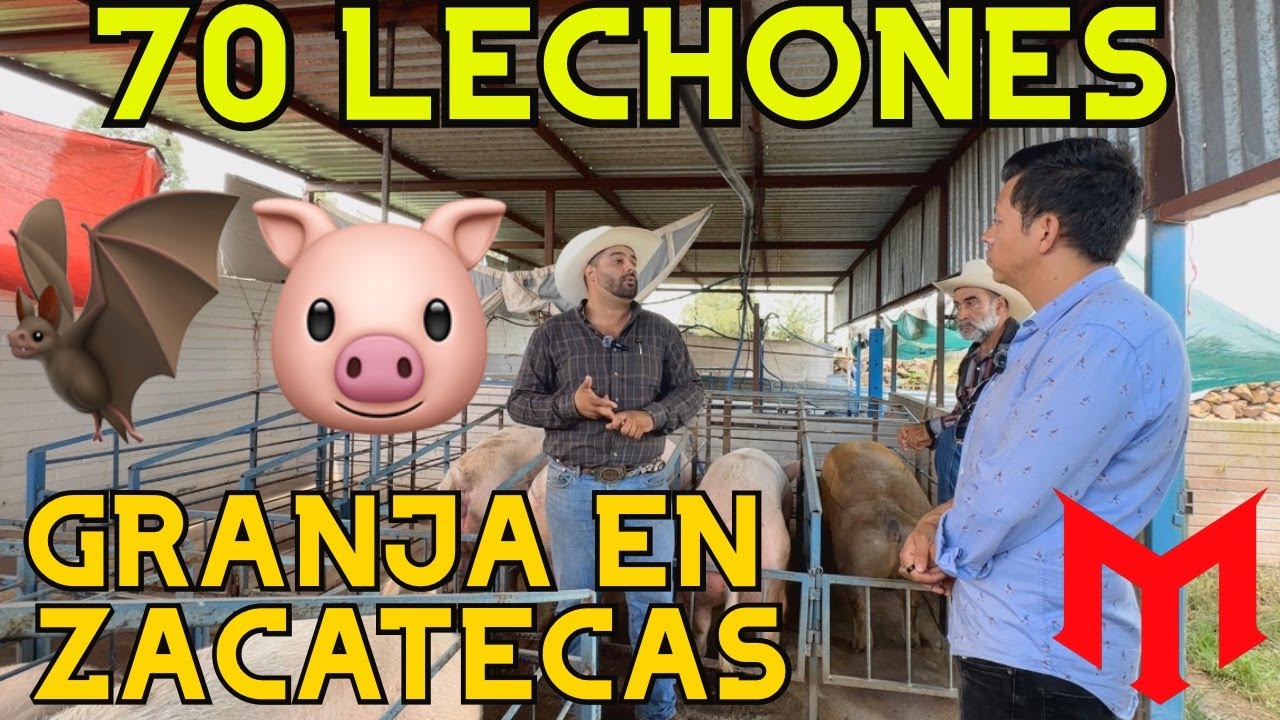 Perdió 70 LECHONES por murciélagos 🦇🐖 | Granja en Zacatecas
