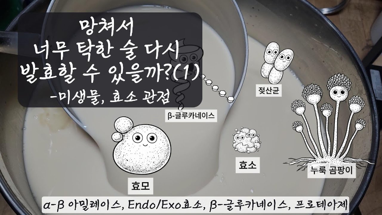 망쳐서 너무 탁한 술로 한번 더 발효_미생물과 효소의 관점으로 해석(α/β-아밀레이스, β-글루카네이스, 프로테아제, 누룩효소/정제효소, 전분/β-글루칸, Endo/Exo 효소)