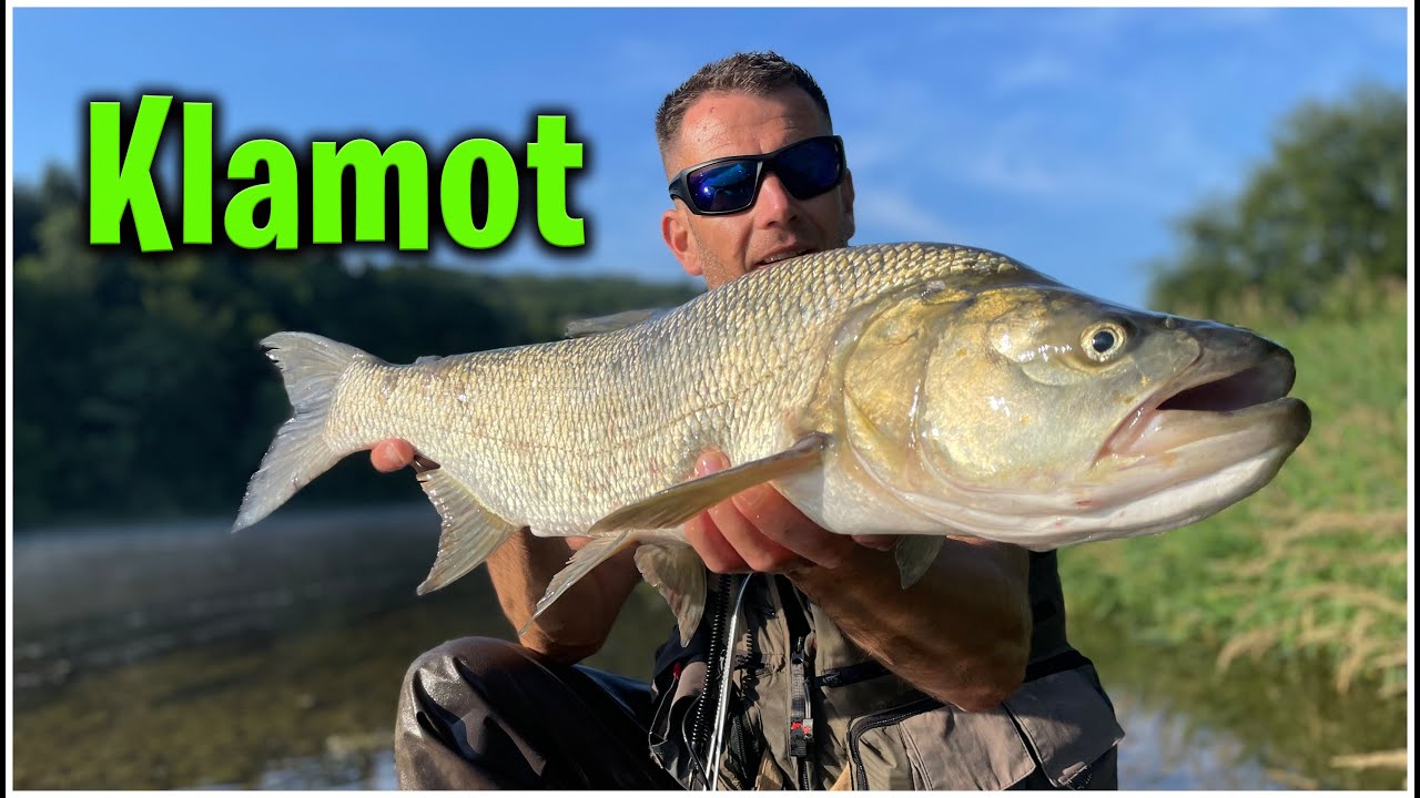 Potężny Boleń  z Sanu na Brombę Andrzeja Lipińskiego | Asp Fishing