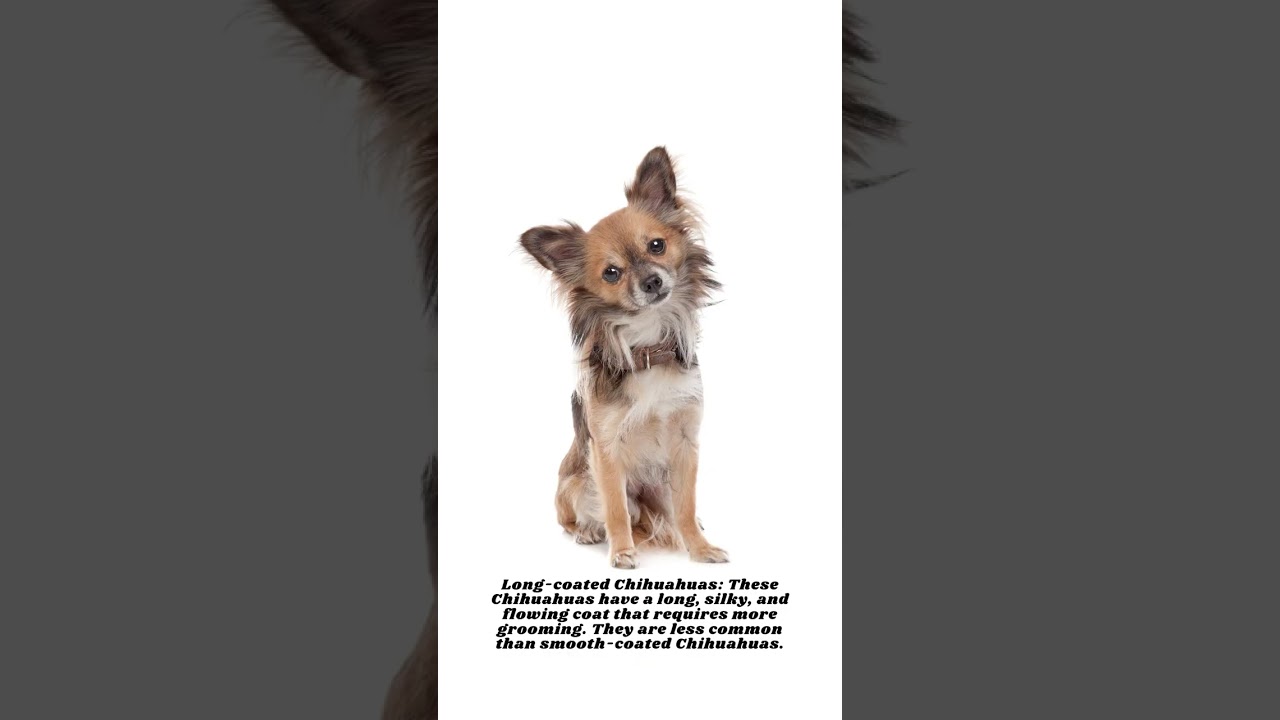 Types of Chihuahuas