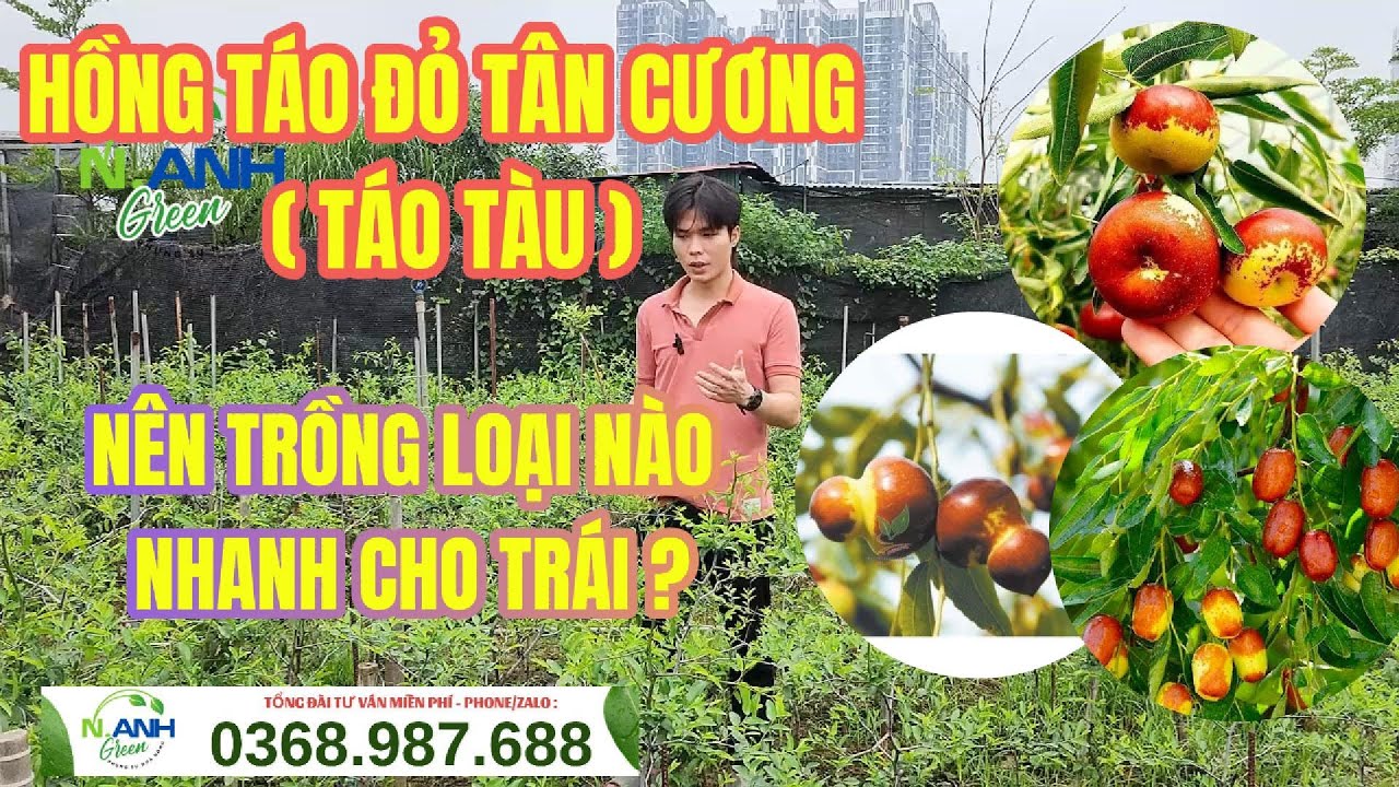 [Bí Quyết] Chọn Cây Giống Hồng Táo ( Táo Tàu ) Nào Tốt Nhất? (Kích Thước, Đặc Điểm) Zalo: 0368987688