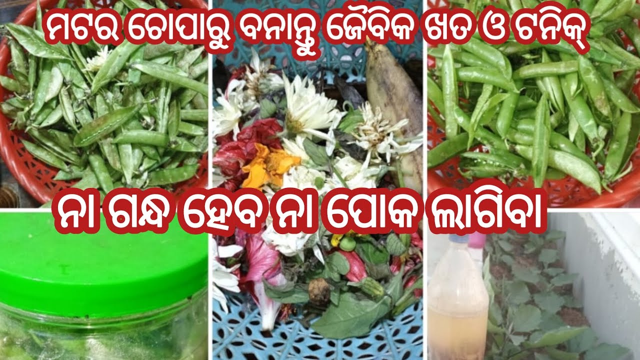 ମଟର ଚୋପାରୁ ବନାନ୍ତୁ ଜୈବିକ ଖତ ଓ ଟନିକ୍/ନା ପୋକ ହେବ ନା ଗନ୍ଧ ହେବ #@supravamishra5346 