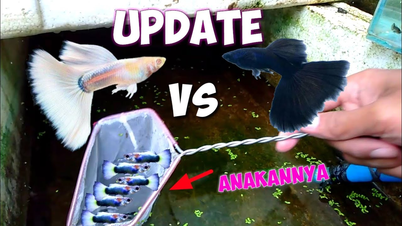 Updat hasil KAWIN SILANG  ikan GUPPY ALBINO putih dengan ikan GUPPY HITAM