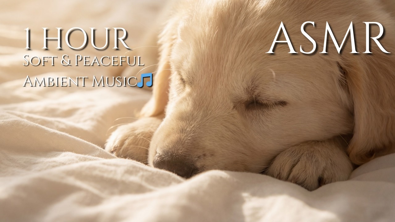 🐶 Golden Retriever Puppy ASMR 🌙 Cozy Bed Sheets & Gentle Music 🎵 (No Talking, 1 Hour)