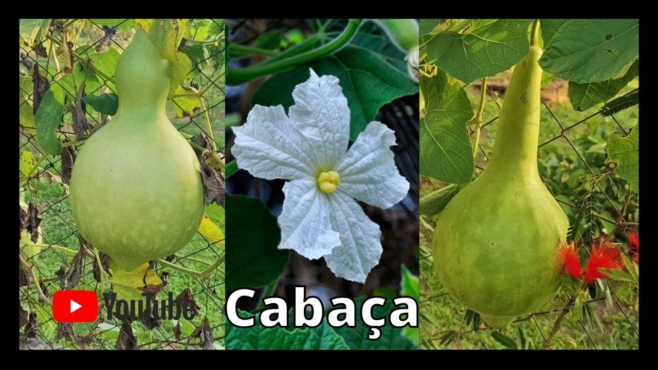 Como plantar caba&ccedil;a ou porongo