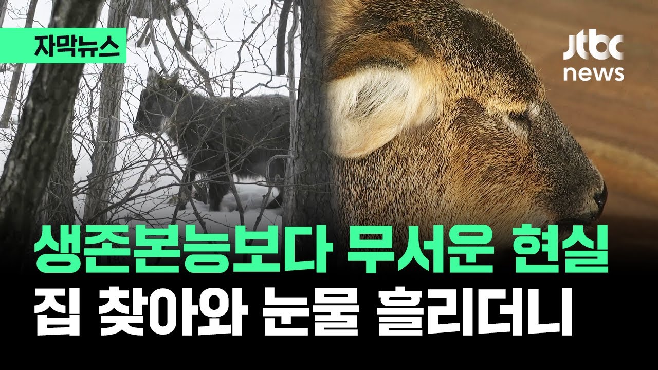 [자막뉴스] 거리서 포착된 이상행동들…사태 심각해지는 강원도 상황 / JTBC News