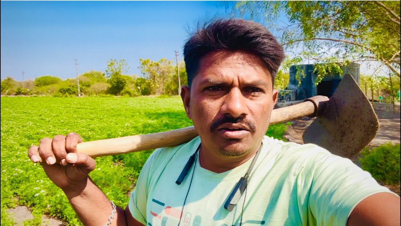 ઘઉં માં પાણી ચાલુ કર્યું || ghau ma pani chalu karyu 
