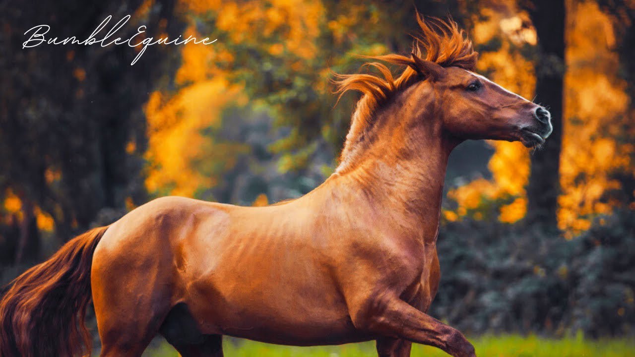 Summertime Sadness | Chill Equestrian Music Video