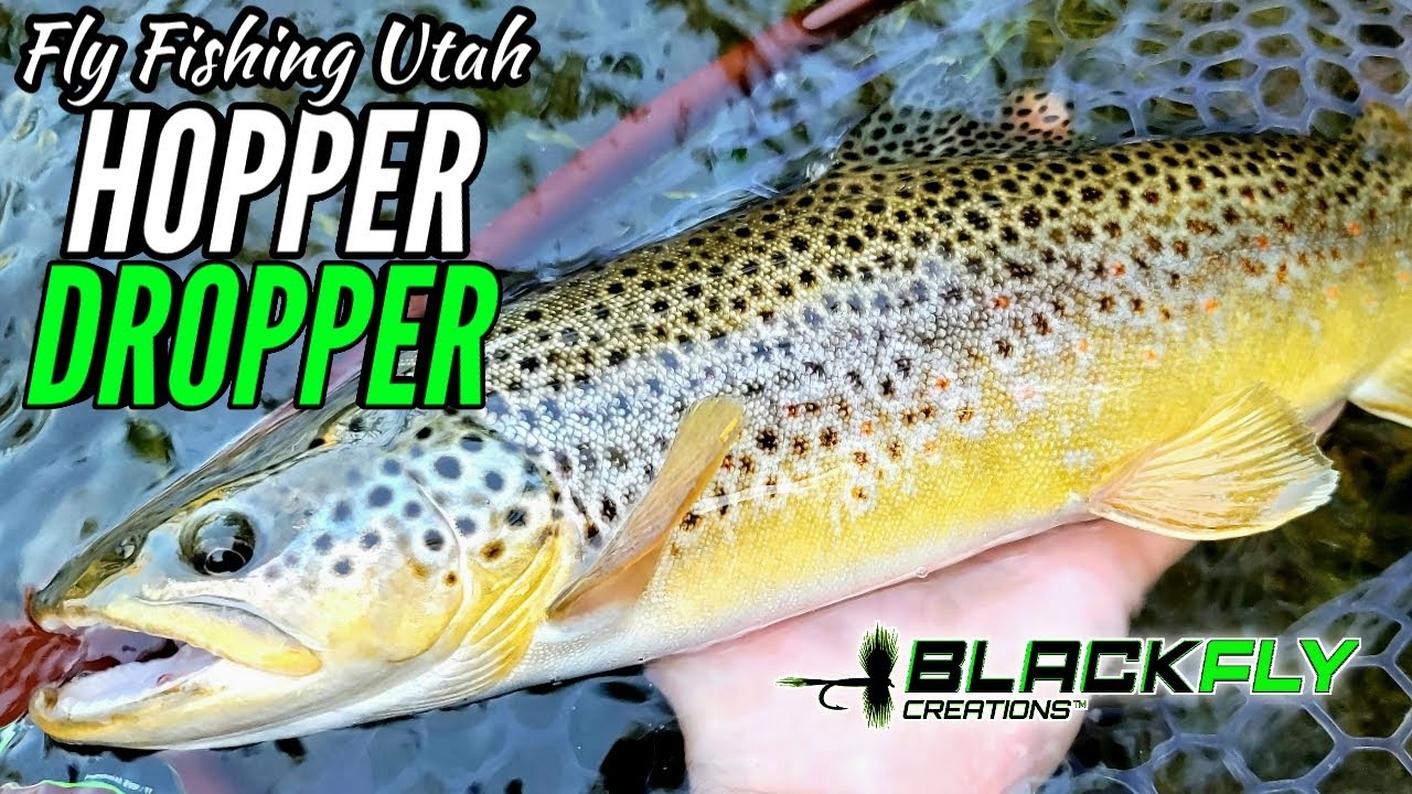 Fly Fishing & Exploring Utah, Dirty Fly Rips Lip! Hopper Dropper Brown Trout by Black Fly