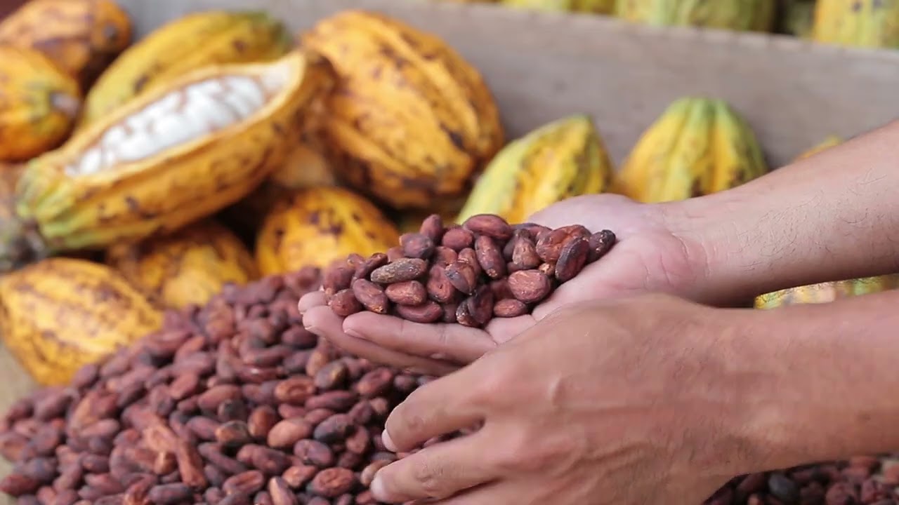 Exportación de cacao orgánico a Italia - Selva Verde (26-06-23)
