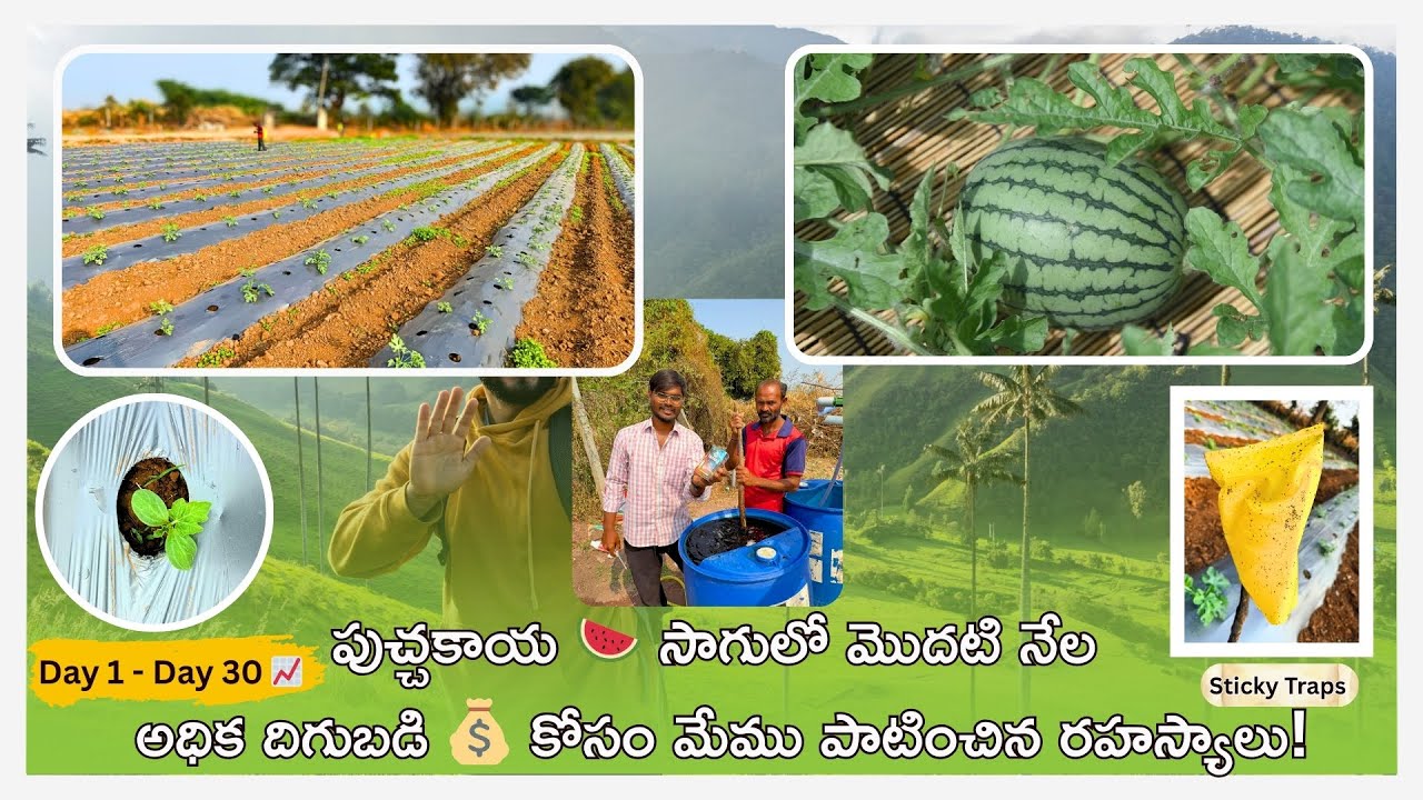 పుచ్చకాయ సాగులో మొదటి నెల - అధిక దిగుబడి కోసం మేము పాటించిన రహస్యాలు! 🍉 | Asura Organics | Farming.