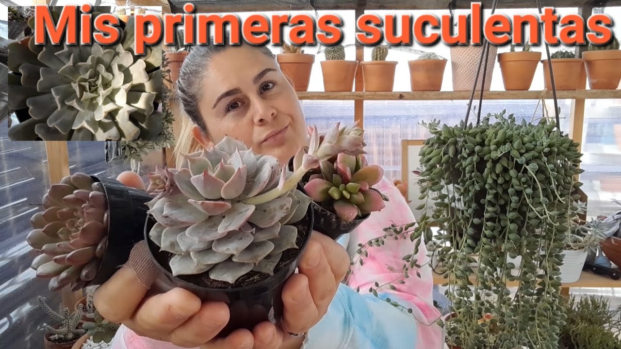 SUCULENTAS NUEVAS 💚🌱 las primeras /las compras del video anterior 😉 #cactus #suculentas