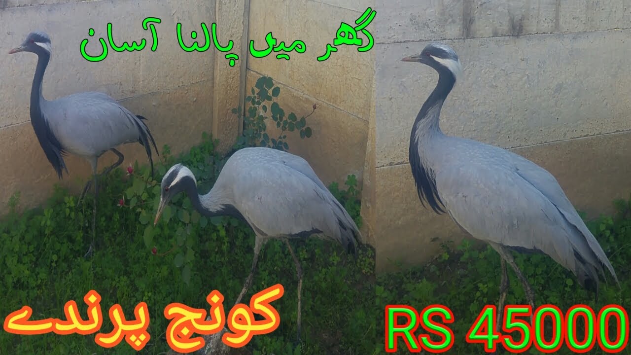 demoiselle crane birds || koonj parinda || کونج پرندہ گھر میں کیسے پالے || NBG animal