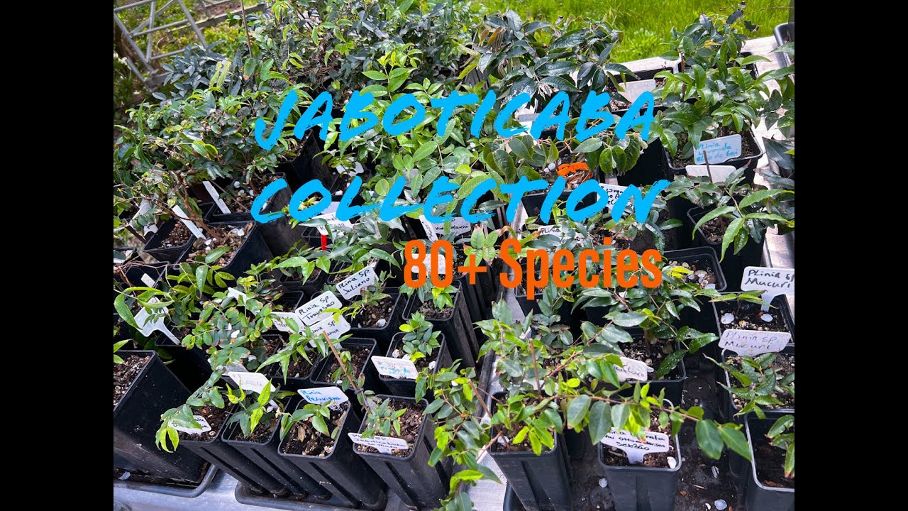 Plinia collection UPDATE / Jaboticabas grown in pots