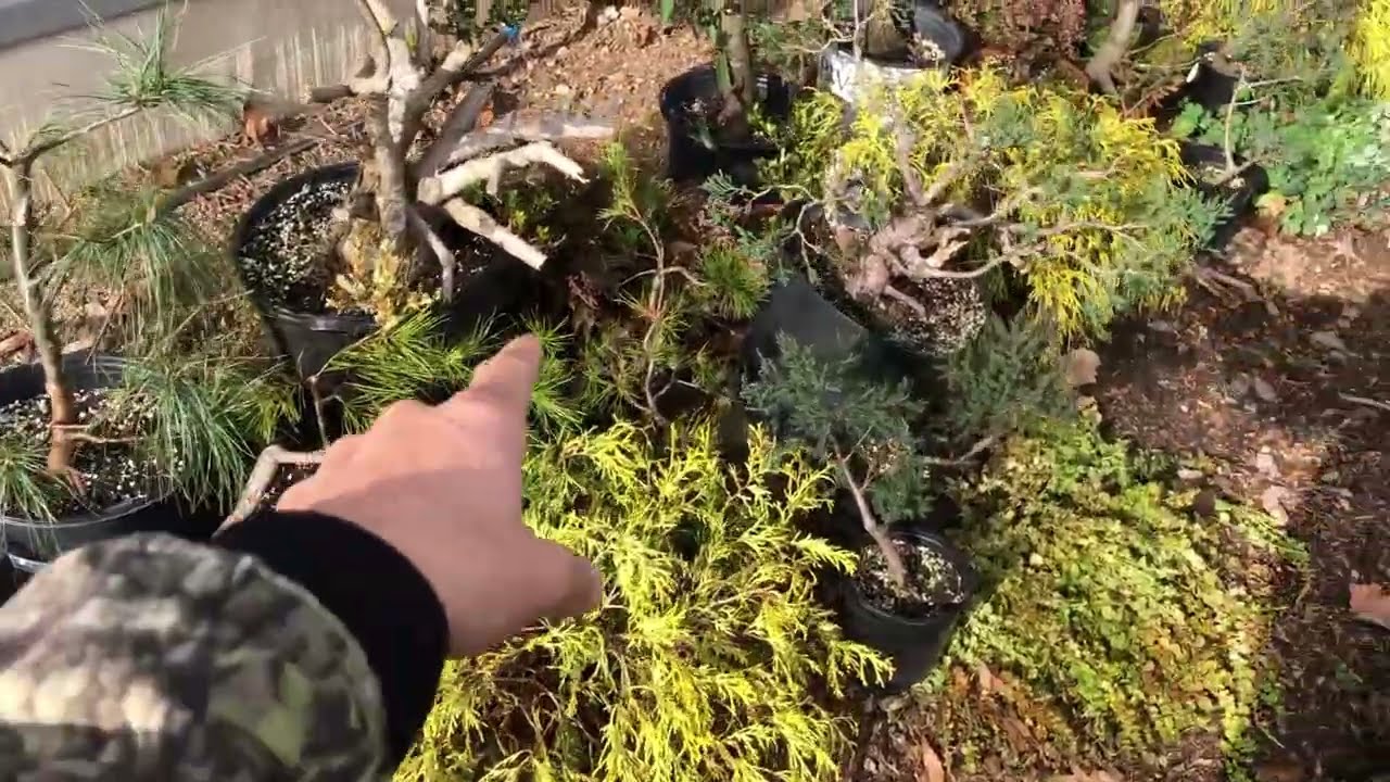 How I Winterize My Bonsai Trees - Winter 25/26
