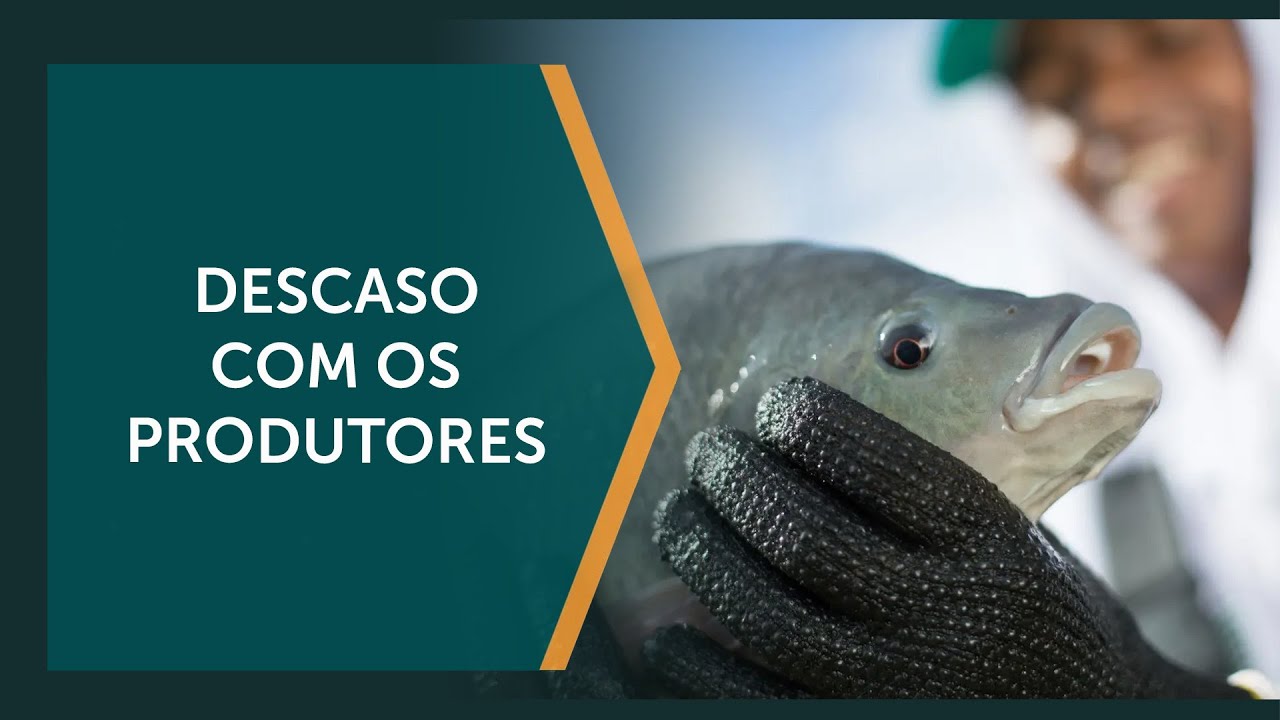 Governo do PT quer proibir o cultivo de tilápia