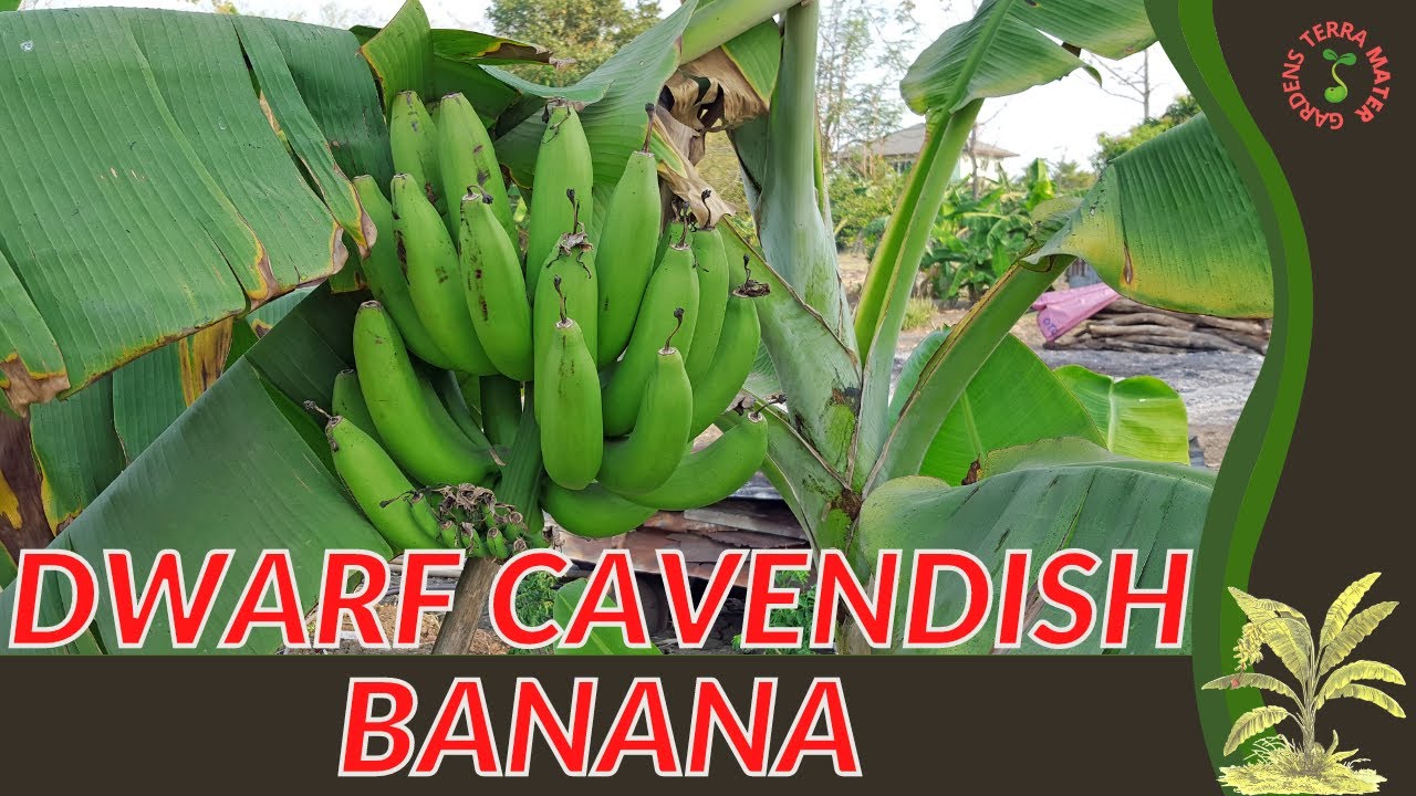 DWARF CAVENDISH BANANA Information & Growing Tips (Musa acuminata)