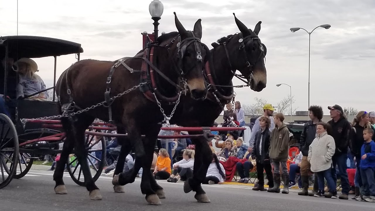 Mule Day Parade 2022