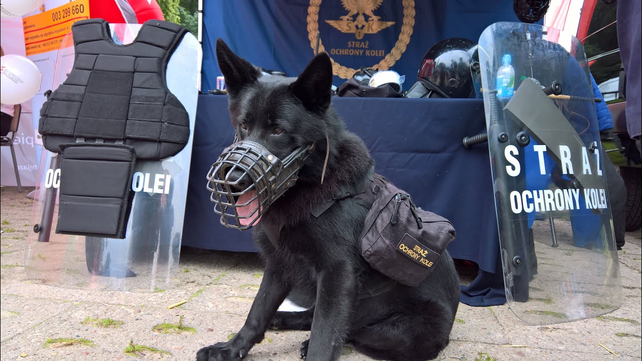 Pokaz umiejętności psa służbowego Straży Ochrony Kolei Moto Safety Day 27 07 2024 Gdynia Polanka Red