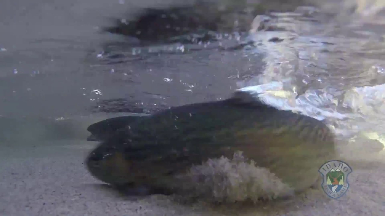 Stocking Trout in South Fork Payette River - Short