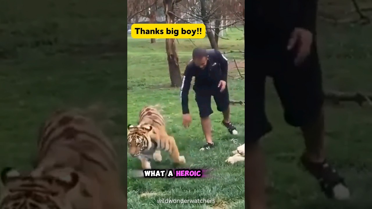 🐅 Saves Man From 🐆 🤫