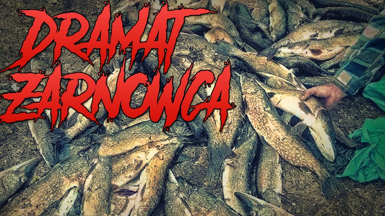 Pomóż ratować Żarnowiec - Rabunkowa gospodarka rybacka