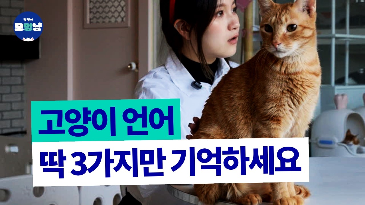 고양이 언어, 이 영상 하나로 끝냅니다 (in.유기묘 보호소)｜냥이야 모멍냥 10화