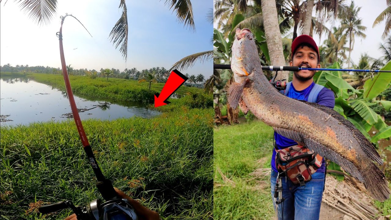 ശബ്ദമുള്ള ചൂണ്ടയിൽ മീൻ പിടിച്ചു.. | Snakehead Fishing Videos | Traditional Fishing Videos | viral
