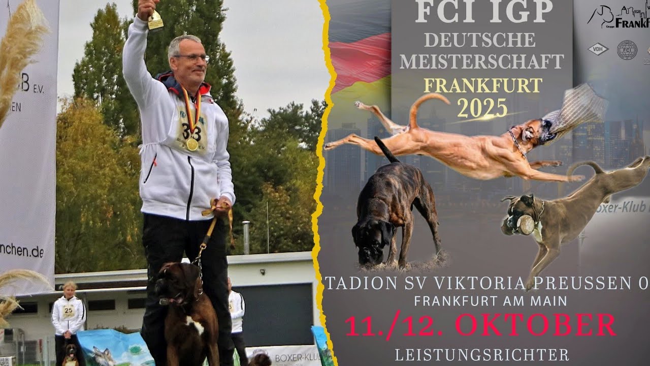 Boxer Klub DM 2025 Rainer Stolzenberger & Gisbert v. Preußen 's Eden 2. Platz Schutzdienst 🥈🏆