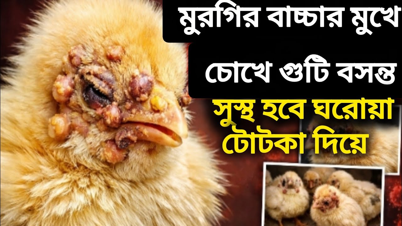 মুরগির বাচ্চার গুটি বসন্ত সুস্থ হবে কোন ঔষুধ চাড়া ||ঘোরোয়া টোটকা দিয়ে 