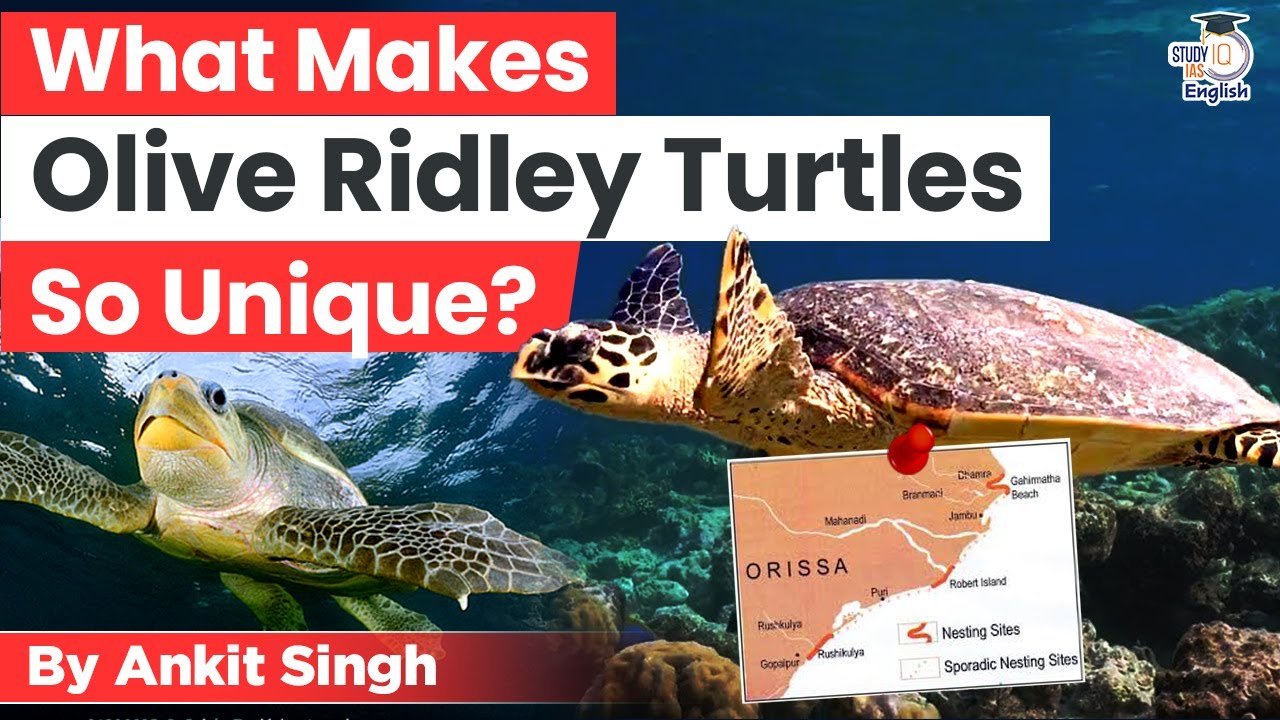 What Makes Olive Ridley Turtles So Unique? | Ankit Singh | StudyIQ IAS English