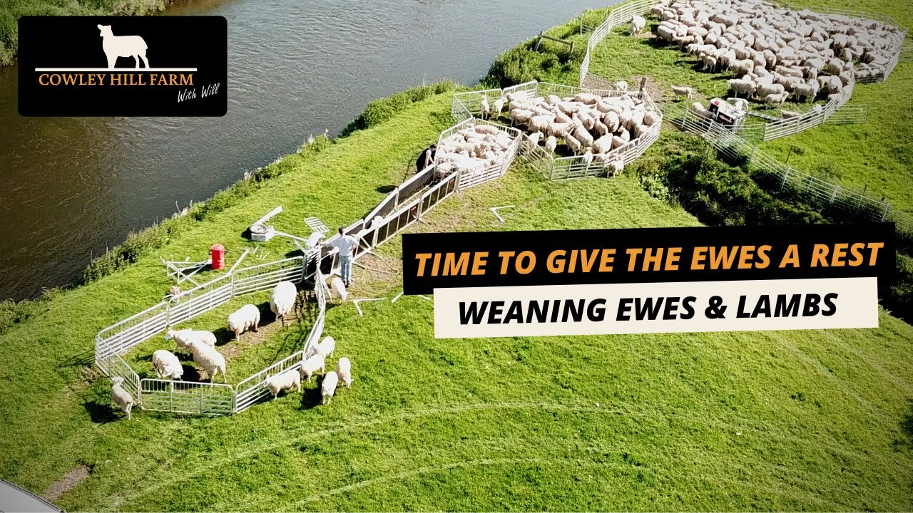TIME TO GIVE THE EWES A REST | WEANING EWES & LAMBS