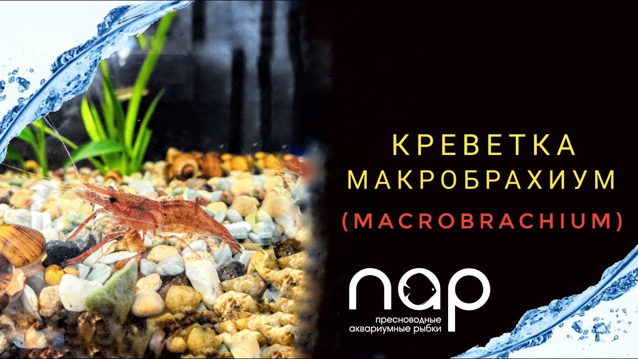 Креветки Макробрахиум.Macrobrachium