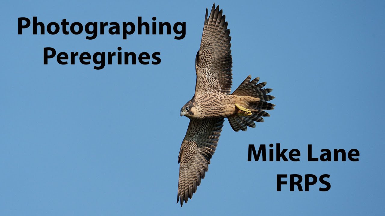 Photographing the Peregrine (with the incredible Sony A1) 2021