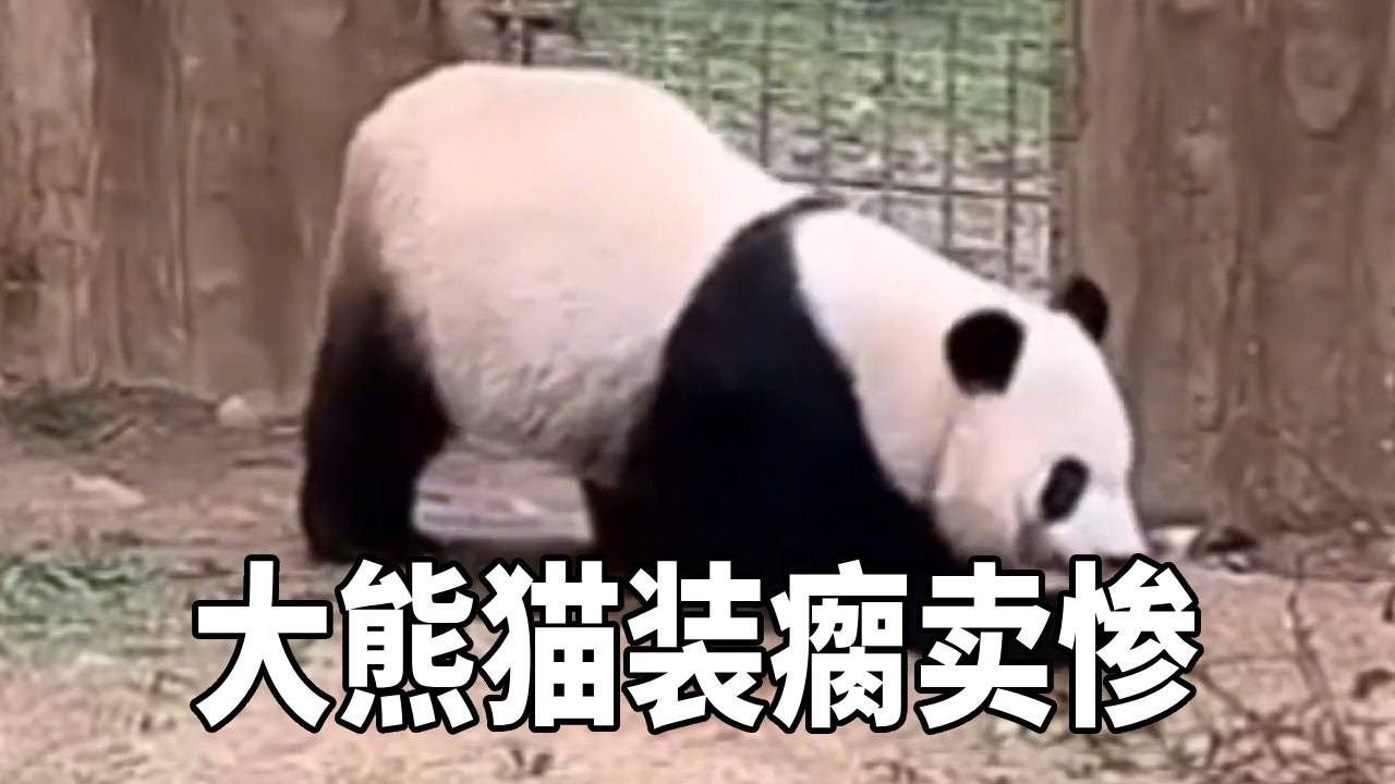 大熊猫秦韵装瘸卖惨，瘸完前腿瘸后腿，这是打算爸卖惨技能刻进骨子里了？！【你好大熊猫】
