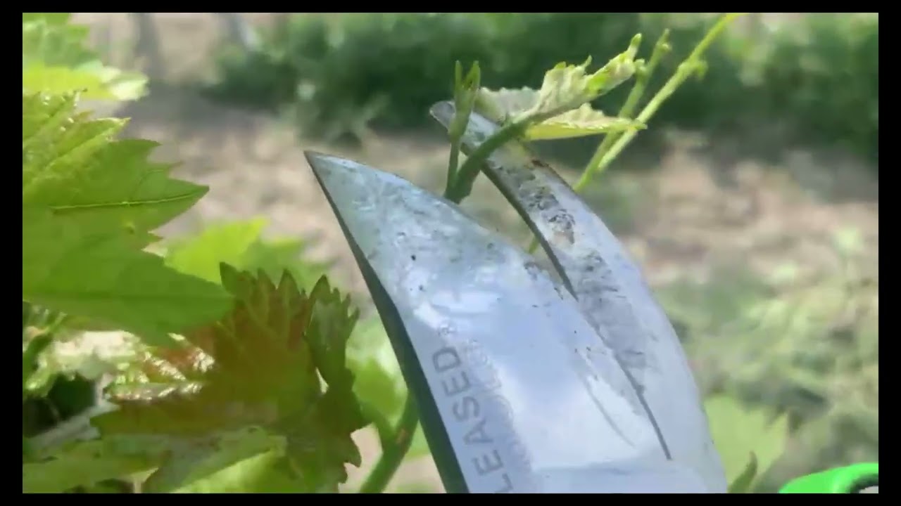 Dual-Channel Root Development for First-Year Grapevine Seedlings