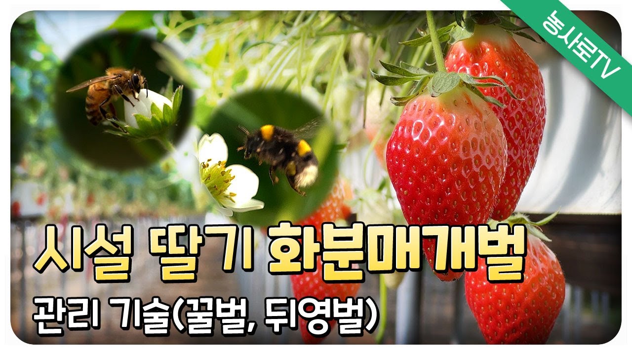 [농업기술동영상] 시설 딸기 화분매개벌 관리 기술(꿀벌, 뒤영벌)