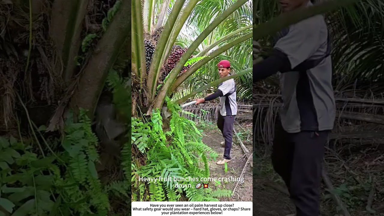 Harvesting Oil Palm Fruit &ndash; Clearing Fronds with a Pole Knife 🌴🔪