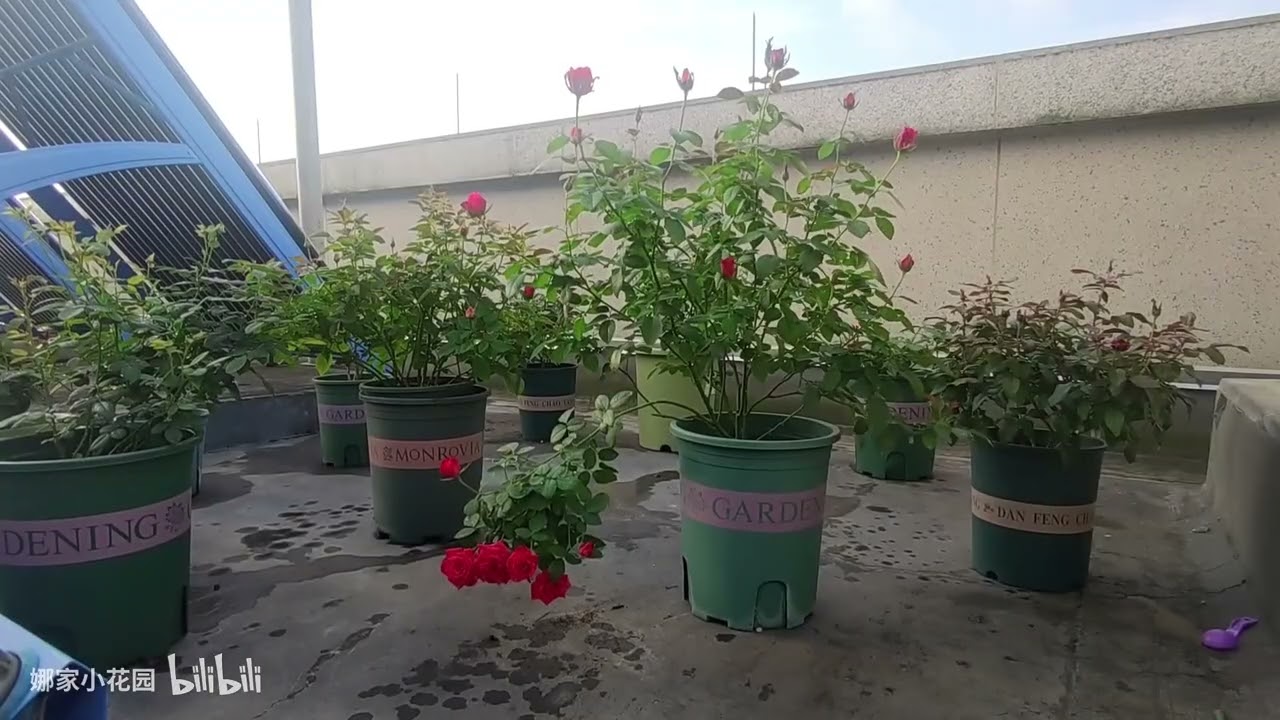 养月季花习以为常的错误二：开花前换盆还是修剪后换盆 ？Mistake 2: Change pots before flowering or after pruning?