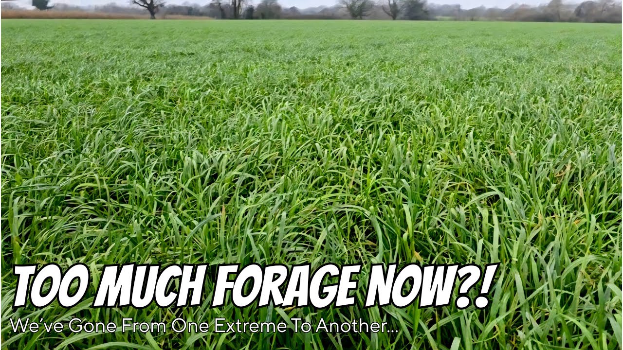 TOO MUCH FORAGE NOW - We've Gone From One Extreme To Another!