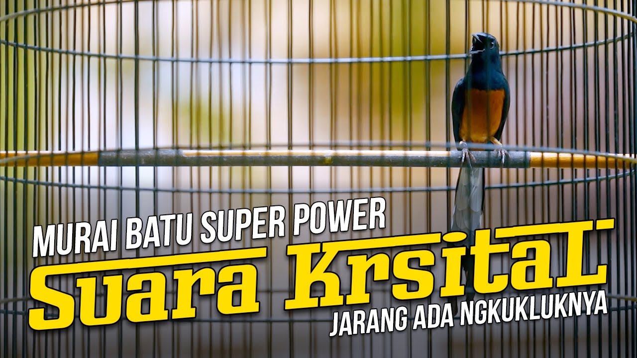 Kualitas Suara Kristal Murai Batu Super Power Jarang ada Ngukluknya